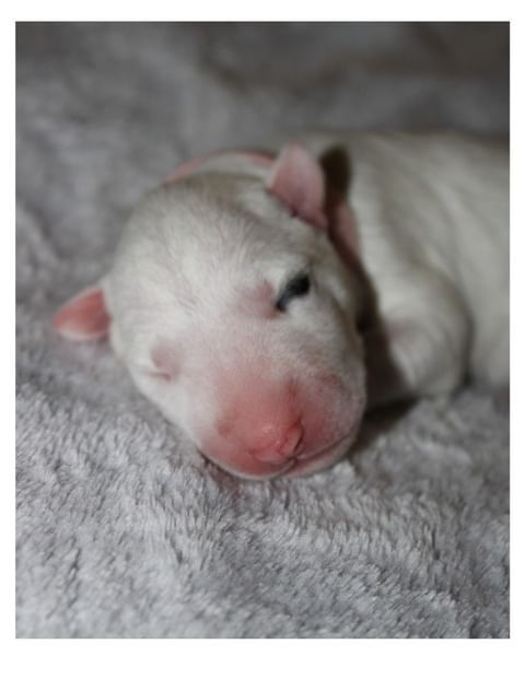 From The Bull Of Love Garden - Chiot disponible  - Bull Terrier