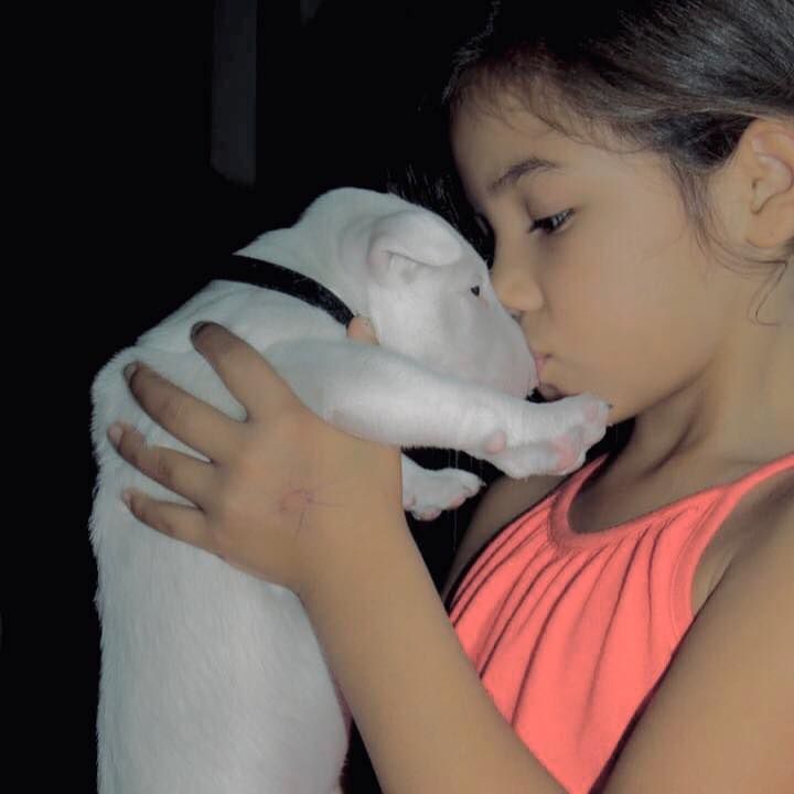 Le bull et les enfants , une vrai Histoire d' amour ...